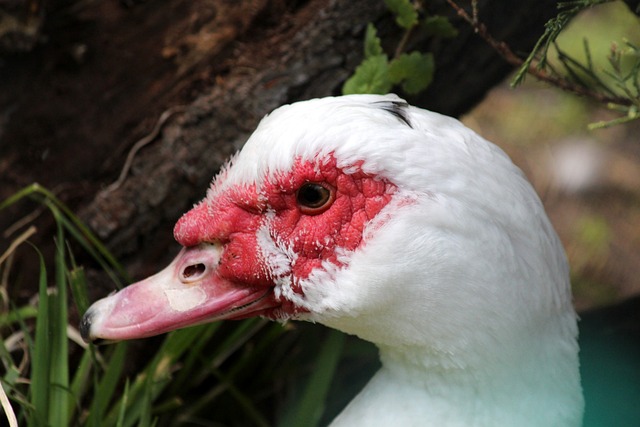 成熟的比赛 成熟的比赛