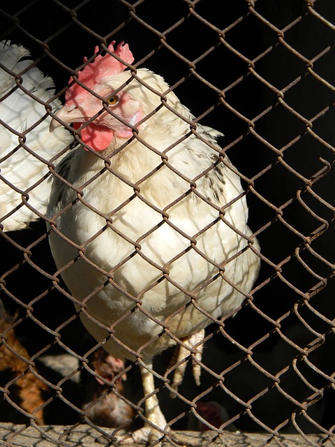 乐部之间的 乐部之间的