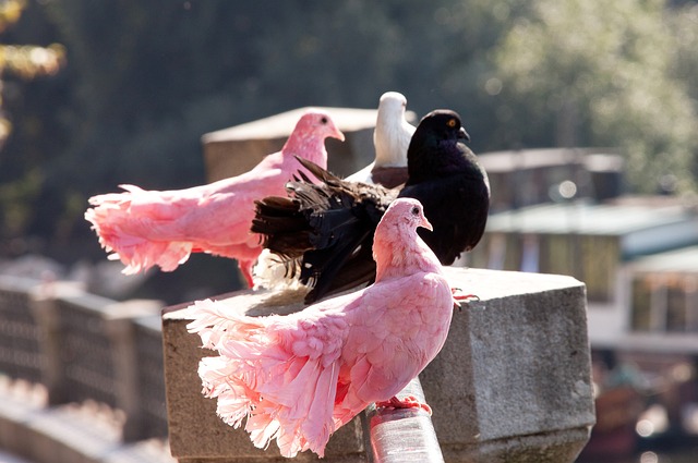 地居民带来 地居民带来