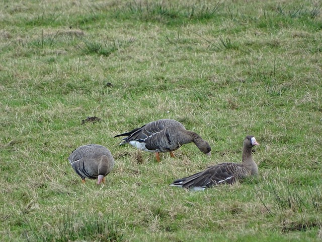 日本不仅加 日本不仅加